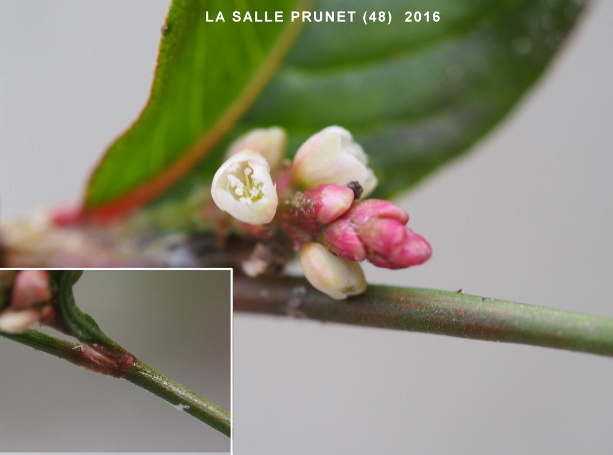 Persicaria flower